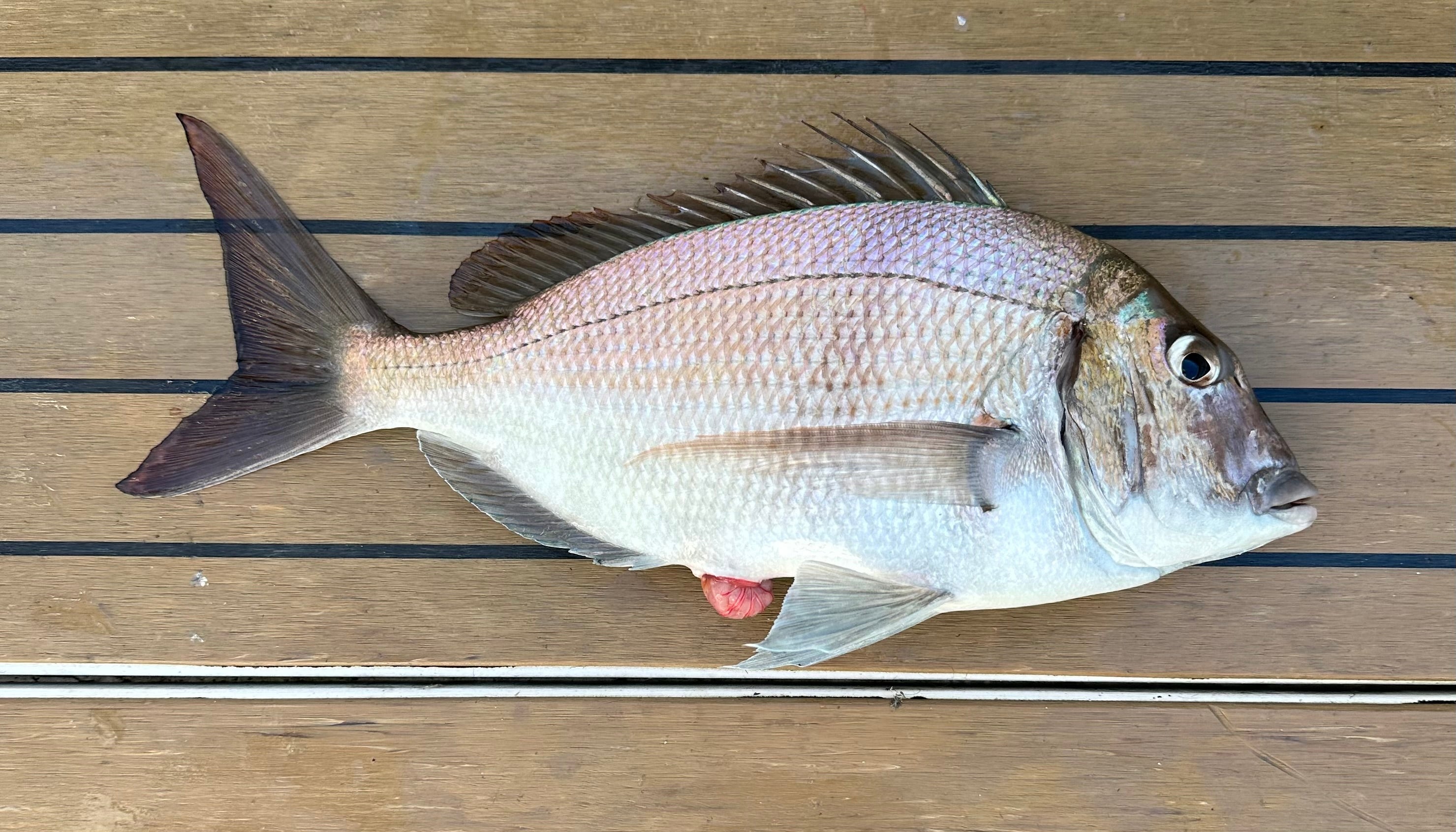How to Choose the Best Porgy Rigs (Compared for 2026)
